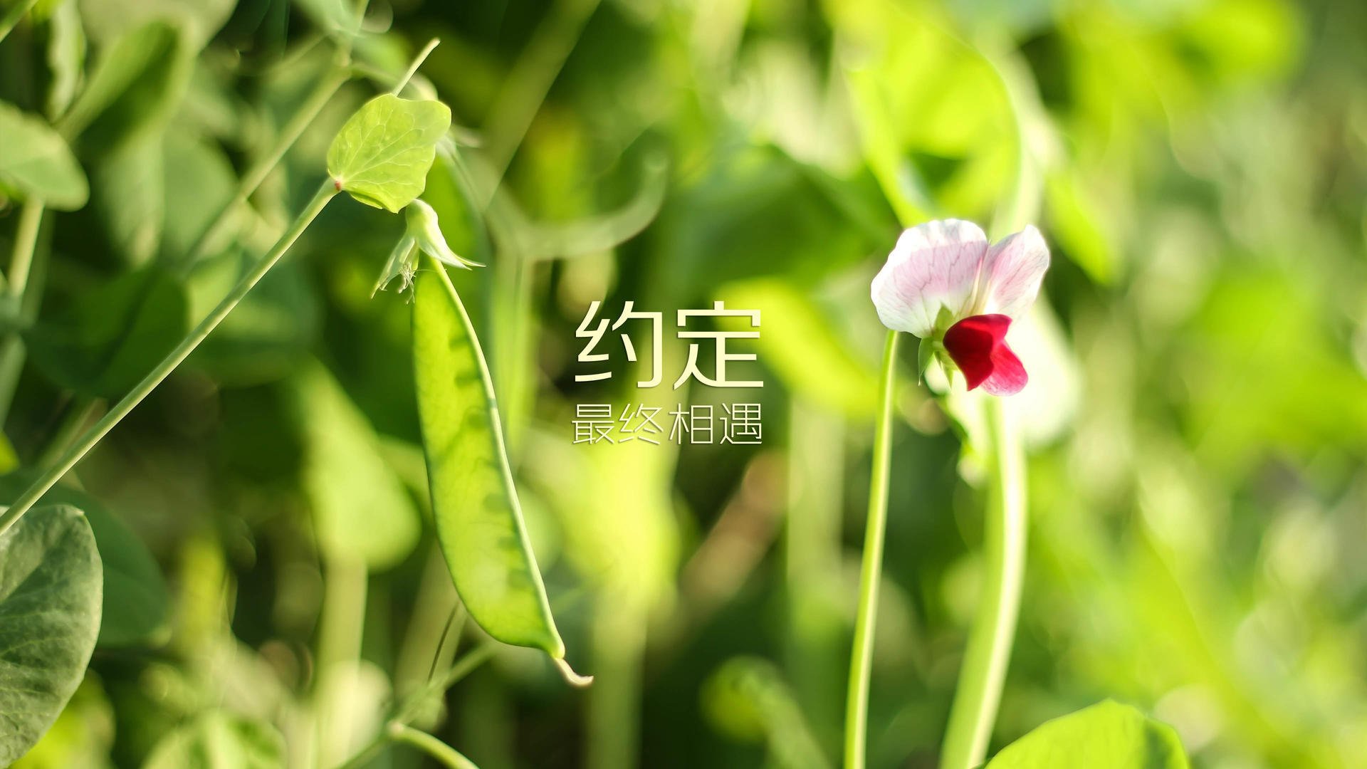帕尔梅拉斯中场达尼洛在巴甲联赛中表现稳定，备受认可，帕尔梅vs达伽马