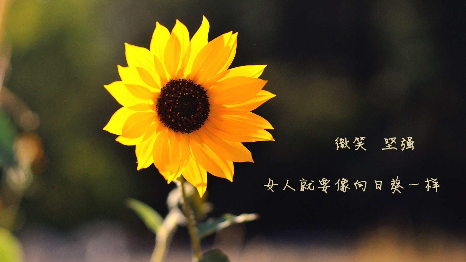 瑞典战队 Fnatic 计划引入新教练以提升战术水平，瑞典已组联赛