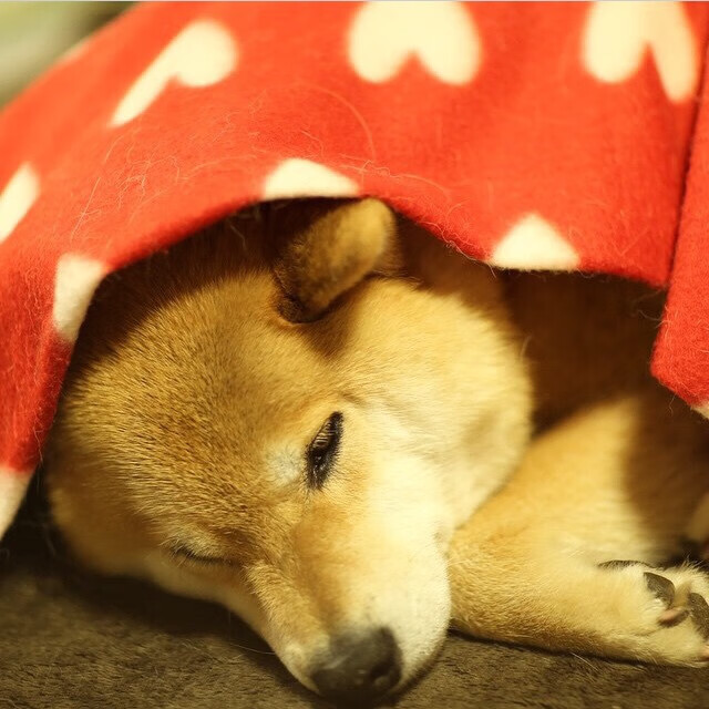 开云官方-美洲杯明星点燃激情：激情布满整个赛场！，美洲杯精彩集锦