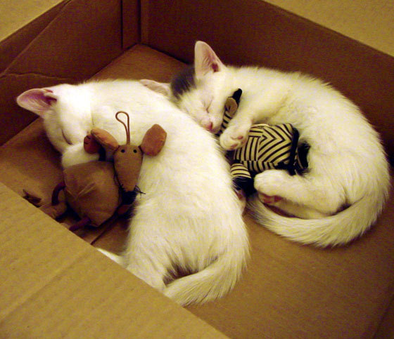 开云平台-谢佩玲决赛技术动作完美无瑕，谢佩岐是谁