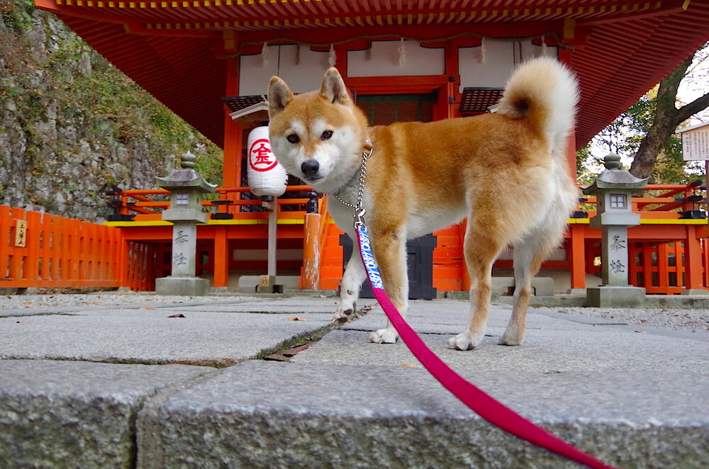阿根廷女篮在国际友谊赛中表现不俗，力争奥运资格