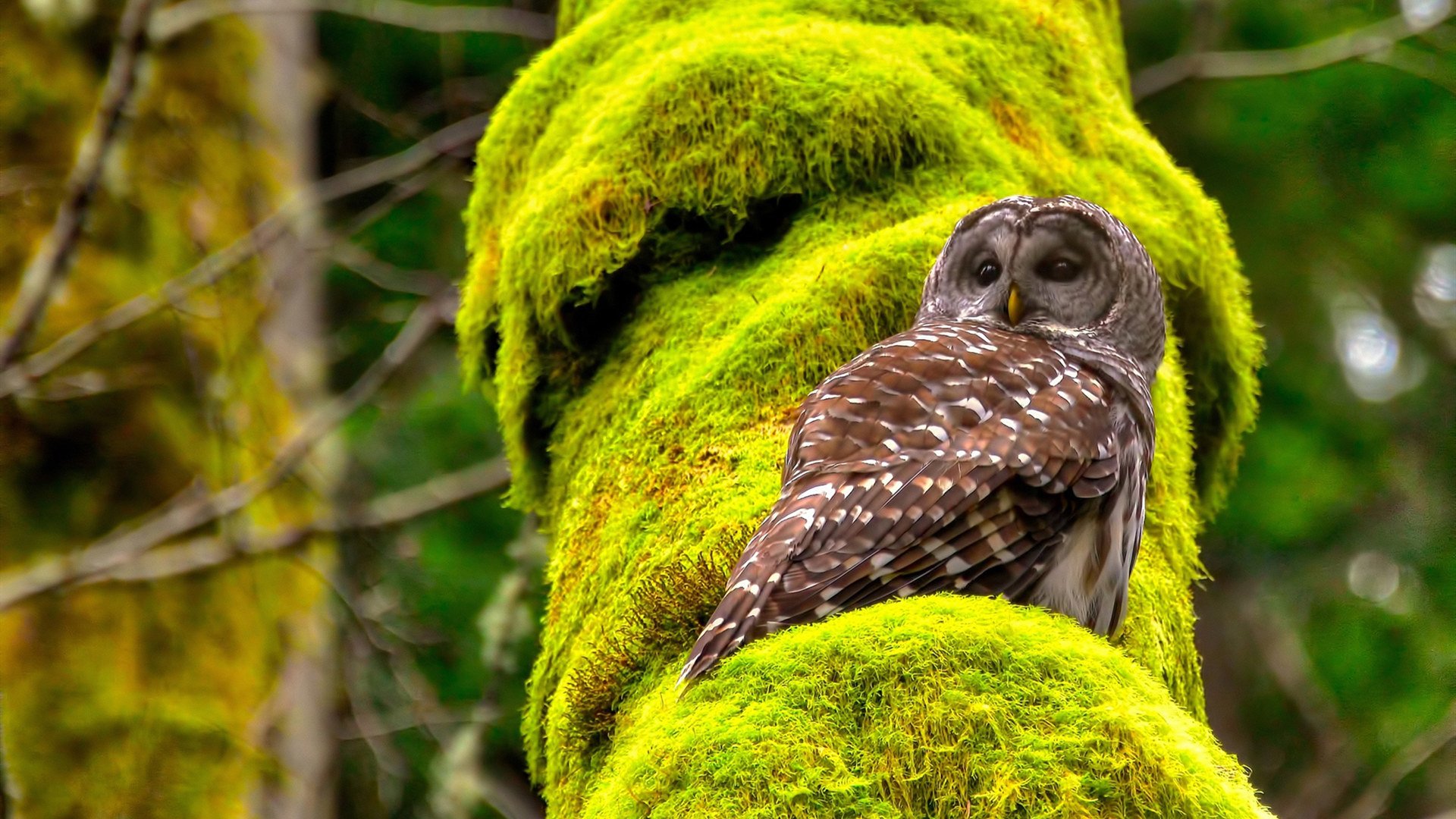 开云官方网站-黄蜂主打快攻体系得分节奏明显加快，黄蜂最佳战绩